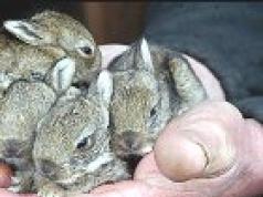 Календарь кроликовода — разведение кроликов Видео с демонстрацией ведения учета